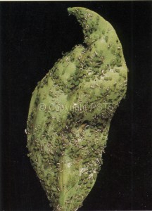 Afide verde_Fig.3