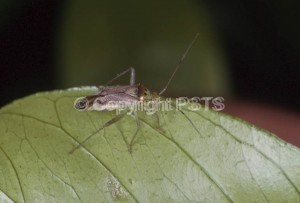 Calocoris trivialis_Fig.1