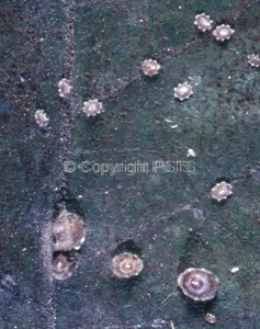 Ceroplastes rusci_Fig.2
