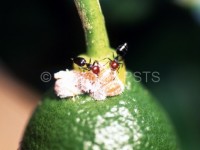 Crematogaster  scutellaris_Fig.1