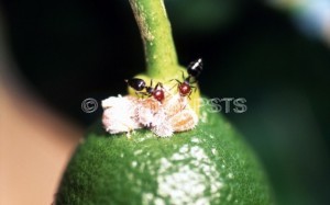 Crematogaster  scutellaris_Fig.1