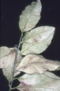 Heliothrips haemorroidalis_Fig. 1