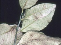 Heliothrips haemorroidalis_Fig. 1