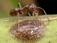 Linepithema humilis_fig.1