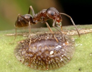 Linepithema humilis_fig.1