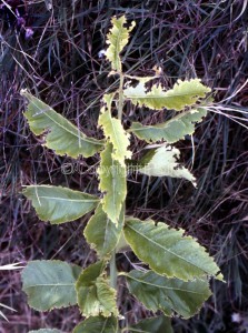 Otiorrhynchus cribricollis_Fig.1