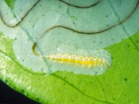 Phyllocnistis citrella_Fig.1