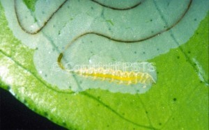 Phyllocnistis citrella_Fig.1