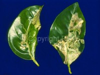 Phyllocnistis citrella_Fig.2