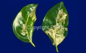 Phyllocnistis citrella_Fig.2