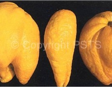 Acaro delle meraviglie