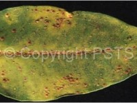 Cocciniglia rossa degli agrumi