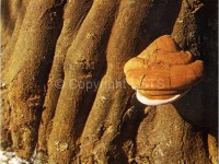 Fruttificazione di Ganoderma europaeum