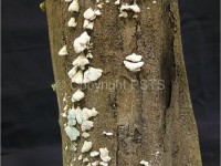 Schizophyllum commune