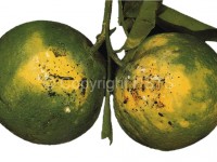 Tignola rigata degli agrumi