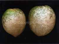 Acaro - Argentatura su limone
