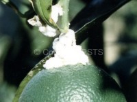 Cotonello (Planococcus) 2