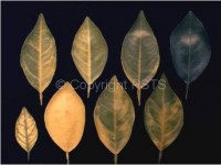 Greening
