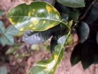 Hong Kong citrus canker on grapefruit