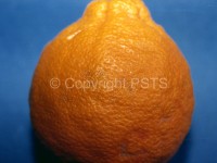 Oleocellosi su Arancio