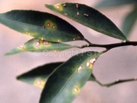 citrus canker