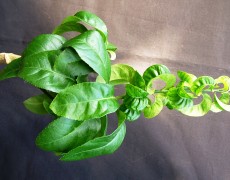 Viroidi degli agrumi su indicatrice Cedro Etrog