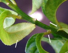Viroidi degli agrumi su indicatrice Cedro Etrog